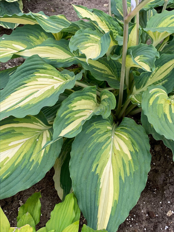 Hosta Love Story