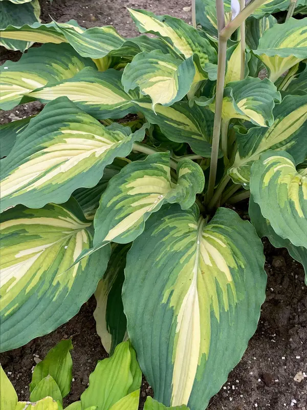 Hosta Love Story