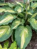 Hosta Love Story