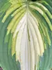 Hosta Love Story