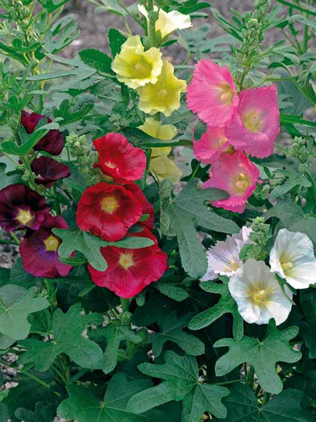 Hollyhock Las Vegas