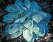 Hosta Mystic-Star