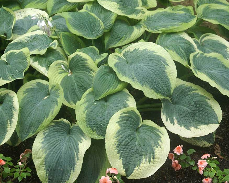 Hosta Northern Exposure Bluestone Perennials