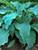 Hosta Neptune