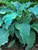 Hosta Neptune