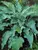 Hosta Neptune