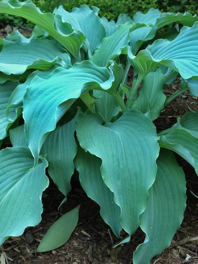 Hosta Neptune