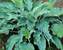 Hosta Neptune