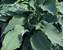 Hosta Neptune