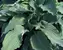 Hosta Neptune