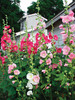 Hollyhock Old-Farmyard