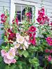 Hollyhock Old-Farmyard