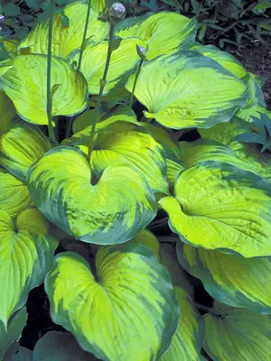 Link to Hosta Old Glory