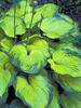 Hosta Old Glory