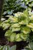 Hosta Old Glory