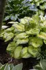 Hosta Old Glory