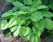 Hosta Old Glory