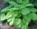 Hosta Old Glory
