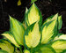 Hosta Orange-Marmalade