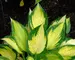 Hosta Orange-Marmalade