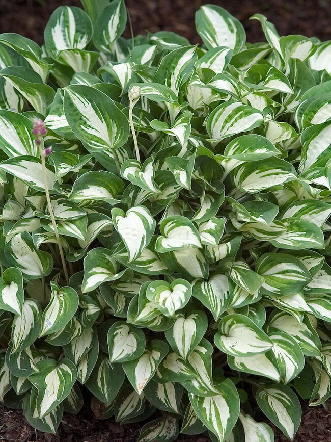 Hosta Pandora's Box