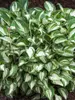Hosta Pandora's Box