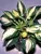 Hosta Peanut
