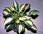 Hosta Peanut