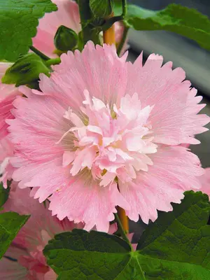 Link to Hollyhock Pink
