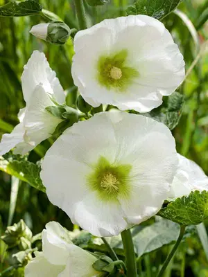 Link to Hollyhock Polarstar