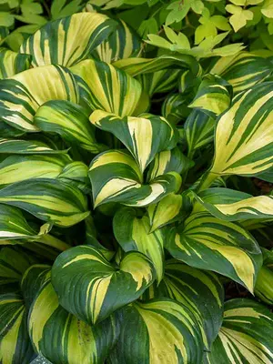 Link to Hosta Rainbow&#39;s End