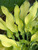 Hosta Ripple Effect