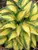 Hosta Remember-Me