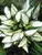 Hosta Remember Me
