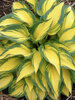 Hosta Remember-Me