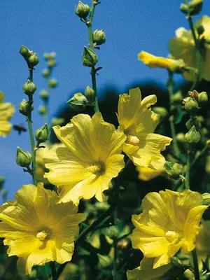 Link to Hollyhock Rugosa
