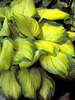 Hosta Stained-Glass