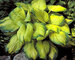 Hosta Stained-Glass
