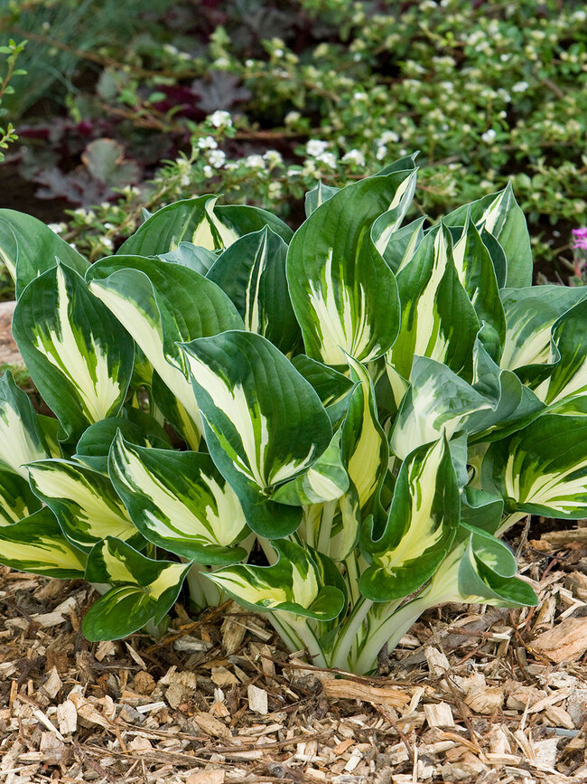 Hosta Sting