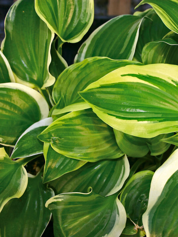 Hosta Sugar-and-Spice