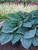 Hosta Silver-Bay