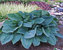 Hosta Silver-Bay
