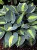 Hosta Touch of Class