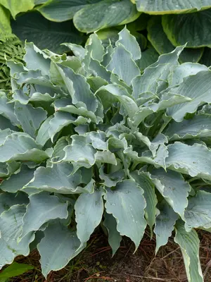 Link to Hosta Tears in Heaven