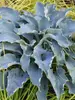 Hosta Tears In Heaven
