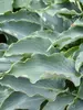 Hosta Tears In Heaven