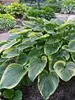 Hosta Victory