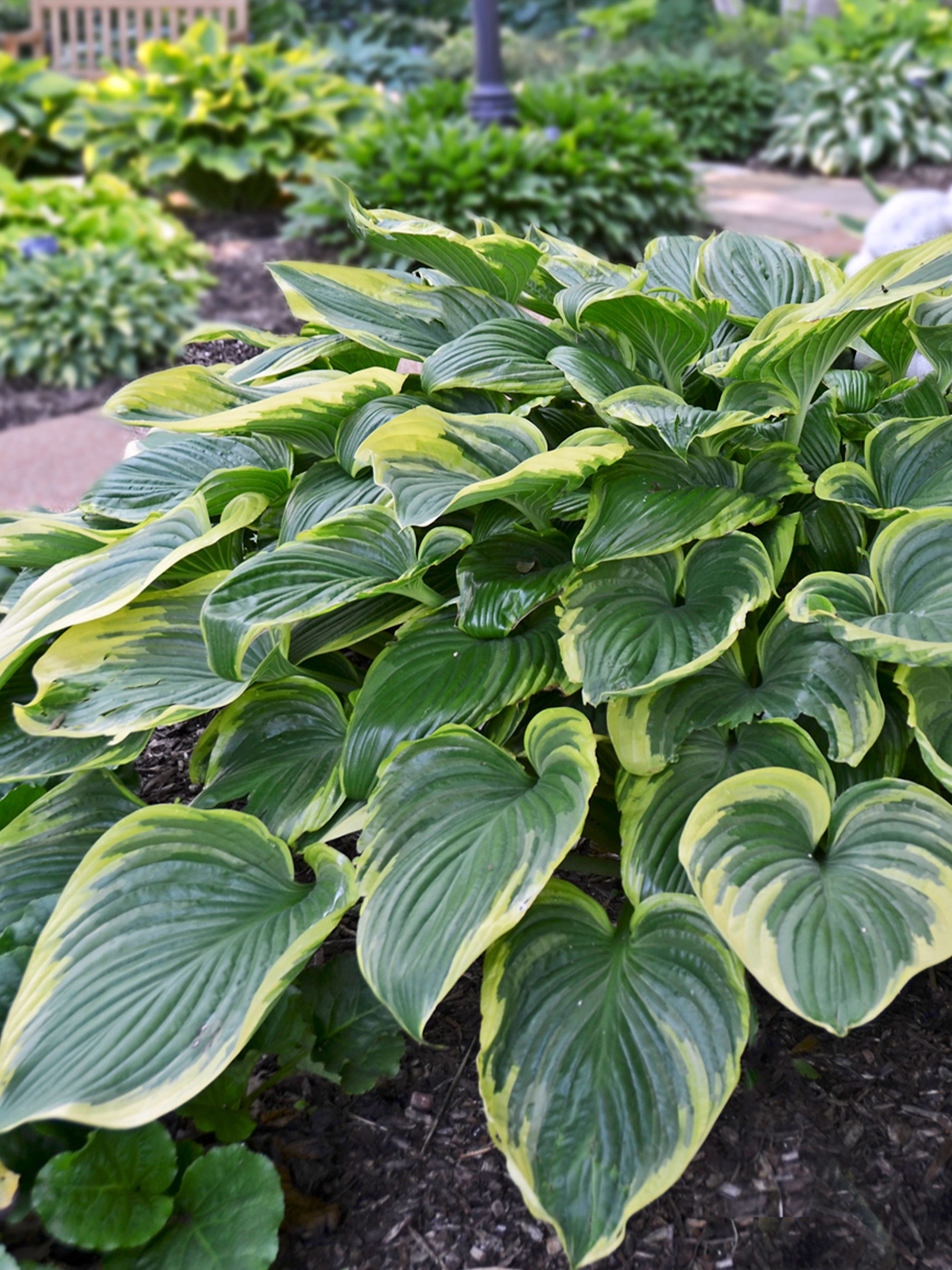 Hosta 'Victory'