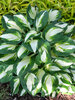 Hosta Vulcan