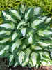 Hosta Vulcan